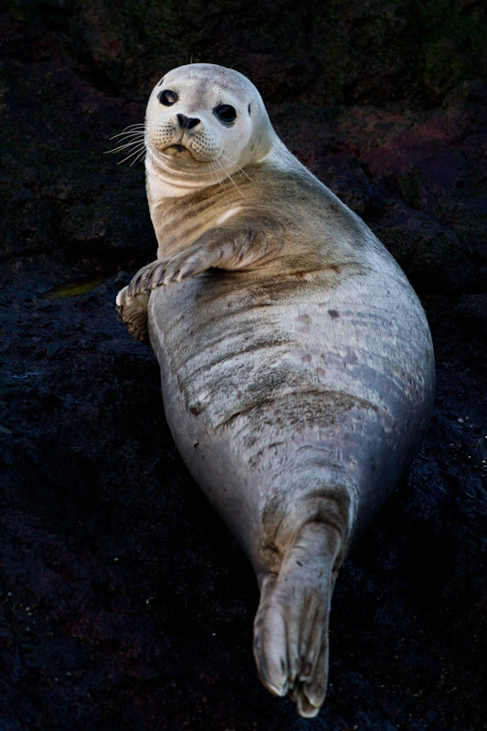 Harbor Seal